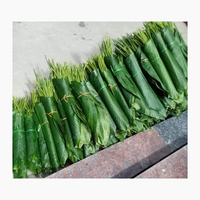 Big Dong laisse des feuilles de Dong vertes fraîches pour emballer des aliments décorés du Vietnam