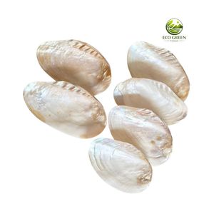 Concha de Nácar Natural Ovalada Pulida, Material Ecológico Moderno para Manualidades, Decoración de Joyería, Incrustaciones, Regalo para el Hogar/Boda - Product Image 6