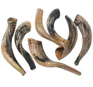 Shofar corne naturelle Shofar pour souffler et à des fins religieuses casher poli mouton Ram corne Shofar à bas prix en Inde - Product Image 1