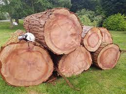 Redwood Troncos Sequoia Troncos Premium Redwood Logsb - Product Image 6