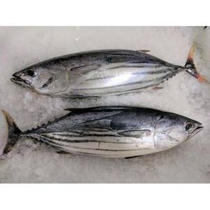 Atún de aleta amarilla congelado a granel recién capturado, congelado rápidamente e ideal para distribuidores internacionales - Product Image 3