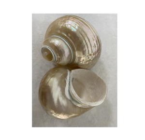 Best Selling Natural Seashell Decor, Nautical Seashell Frame with Custom Design for Souvenir Gifts <b>Party</b> Wedding <b>Decoration</b> - Product Image 4