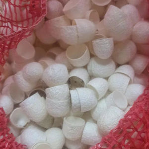 Capullo de seda hecho a mano superior de Vietnam calidad natural Premium barato al por mayor suministro de exportación asequible - Product Image 1