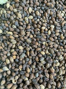 GRAINES DE PAPAYE SÉCHÉES DE QUALITÉ D'EXPORTATION-Propre, faible humidité, utilisé pour le mélange à base de plantes - Product Image 3