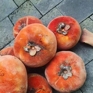 MEC3 Concentrado de Terciopelo de Manzana con Sabor Industrial Fabricante de Fragancias de Alta Calidad - Product Image 5