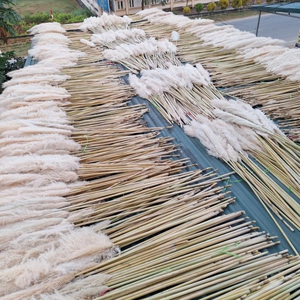 Vente en gros d'herbe de pampa du Vietnam Plumes naturelles moelleuses pour mariages, décoration de salon et tendances 2025 styles - Product Image 4