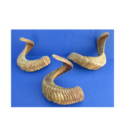 Par de cuernos de cabra Natura Shofar Oferta emocionante Cuerno de Rosh Hashanah para tamaño personalizado Precio barato con venta