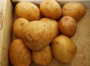 Patatas Frescas Amarillo Dorado de Alta Calidad, Variedad Holandesa, Marca Agrícola, 100/200/300g - Product Image 5