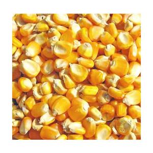 Yellow Corn - High Quality Yellow Corn Maize <b>Grains</b> - Product Image 1