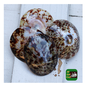 Conchas Limpet únicas para artesanía artística, fabricación de joyas y fines de decoración de la costa de Vietnam - Product Image 6