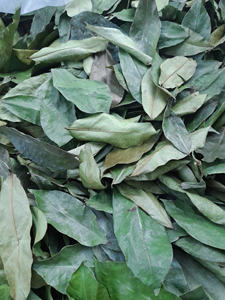 Hoja de Guanábana seca de exportación a granel con precio competitivo - Product Image 6