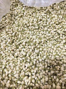 Jazmín Seco al por Mayor para Té, Precio Competitivo, Suministro a Granel desde Vietnam, Sra. May - Product Image 2