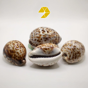 เปลือกหอยวัวจริงสีขาวและสีดำขนาดใหญ่-เปลือกหอย-เปลือกหอยหัตถกรรม-เปลือกหอย Cowrie-ของตกแต่งบ้านชายฝั่ง-เปลือกหอยด่าง - Product Image 3