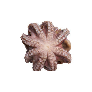 Poulpe entier surgelé, vente en gros, qualité supérieure, produits de la mer - Product Image 6