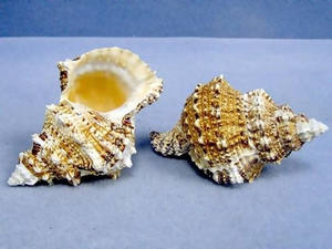 2024 Super atractivo BURSA BOBO SEASHELL cuerno decoración alta calidad Shell precio competitivo de Vietnam - Product Image 4