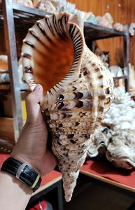 Carcasa de trompeta de alta calidad de Vietnam para marcas de artículos para el hogar y proyectos de exportación - Product Image 2