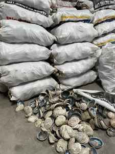 Concha de Abulón Natural, Material de Paua Ormer para Joyería, Artesanía, Decoración y Diseño Creativo - Product Image 3