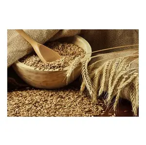 Cheapest Price Supplier Bulk Organic Dried Whole Wheat Grains With Fast Delivery