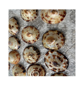 Coquilles de limpet Cellana polies de différentes tailles - Product Image 2
