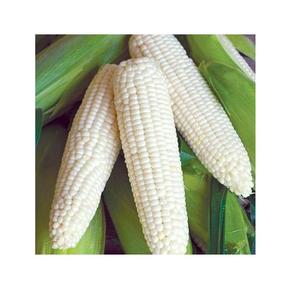 Produit agricole en vrac : Maïs blanc sec en grains, maïs séché, maïs blanc sec à prix compétitif - Product Image 2