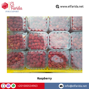 Số lượng lớn Số lượng Nhà cung cấp từ Ai Cập 100% tinh khiết và tự nhiên ngọt ngào và ngon quả mọng tươi Quả mâm xôi ở mức giá tốt - Product Image 6