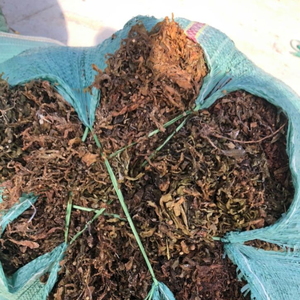 Algas Sargassum marrones secas de exportador confiable para alimentación animal hojas grandes/Sra. Jessi - Product Image 2