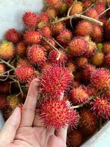 Rambután fresco de calidad de exportación de Vietnam embalado en cajas de cartón para envío marítimo y aéreo con larga vida útil - Product Image 5