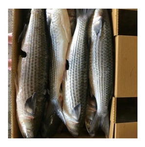 Mullet gris congelé de haute qualité à bas prix - Product Image 2