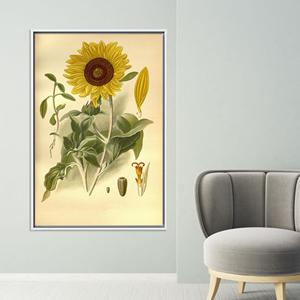 Vintage Sunflower Canvas Art: Handmade Printed Canvas Gift,White <b>Framed</b> - Product Image 1