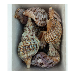 Coquille d'escargot de reine de Triton de trompette de coquillage polie naturelle, coquille d'escargot de trompette de haute qualité, coquille d'escargot de Triton crue et polie - Product Image 5