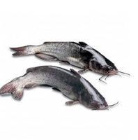 Fournisseur en gros de poissons-chats congelés en vrac (1kg - 2kg) - Livraison rapide