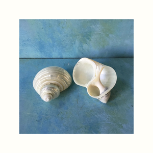 Anneau de serviette en coquillage Turbo pour accessoires de table à manger, décoration de restaurant et d'événements - Product Image 1