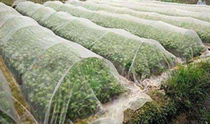 Tela No Tejida para Agricultura, GSM 20-150, Material Extra Ancho y Duradero para Protección de Cultivos y Control de Malezas - Product Image 5