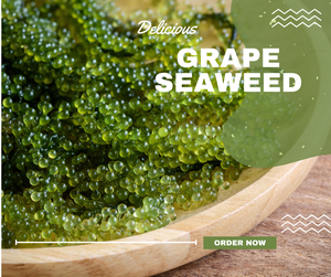 Uvas de Mar Deshidratadas Frescas de Venta Caliente, Comúnmente Marinadas, Certificadas HACCP ISO, Origen Vietnam, Comestibles, 100gr/Bolsa Zip, Sra. Mirabel - Product Image 1