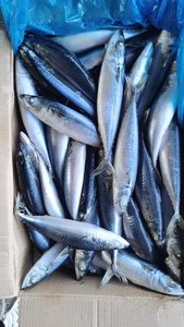 Vente en gros de poisson maquereau du Pacifique surgelé IQF avec une durée de conservation de 12 mois Emballage en vrac comestible Prix bas - Product Image 4