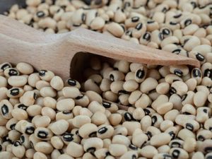 Haricots noirs séchés, bruts, blancs, ronds, herbes et épices naturelles de qualité supérieure, 25 kg, Égypte, mélange pour la vente - Product Image 4