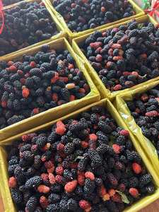 ÉXITO DE VENTAS Moras Congeladas para Procesamiento de Jugos, Smoothies y Fabricación de Alimentos, para Pedidos al por Mayor y Personalizados, Vietnam - Product Image 3