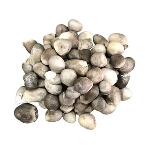 Cogumelo de palha salgada de alta qualidade do Vietnã para cozinhar alimentos saudáveis cogumelo salgado a preço barato