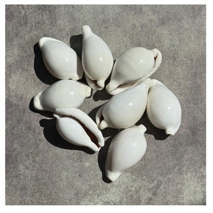 Conchas de cauri de huevo blanco de alta calidad de Vietnam para diseños hechos a mano tamaño 5-8cm - Product Image 5