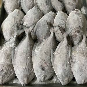Mariscos procesados IQF de alta calidad para exportación al por mayor Frozen Whole Round Black Pomfret de Vietnam - Product Image 6