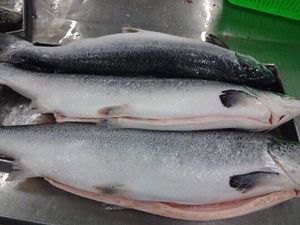 Salmón Atlántico de Calidad a Precio de Mayoreo de Noruega, Salmón Atlántico en Venta con Entrega a Todo el Mundo - Product Image 4