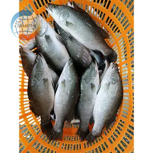 Оптовая продажа замороженная свежая рыба баррамунди замороженная баррамунди Серебряная рыба морской окунь