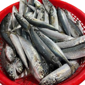 Poisson scad à ailerons courts entier frais congelé, poisson layang, IQF BQF, durée de conservation de 24 mois, emballage sous vide en vrac, -18°C, en provenance du Vietnam - Product Image 6