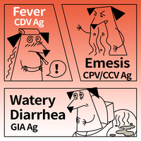 Kit de test rapide combiné 4-en-1 pour chiens : CDV Distemper, CPV Parvovirus, CCV Coronavirus, GIA Giardia Antigène (Ag) – Cassette vétérinaire
