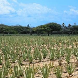 Polvo de Aloe Vera Orgánico Silvestre, Extracto de Planta Natural Extraído con Solvente, Grado Alimenticio, Suplemento para Bebidas, Proveedor de Exportación a Granel - Product Image 6