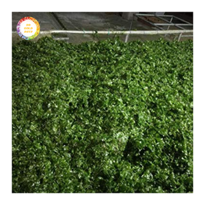 Poudre d'algues vertes laitue de mer alimentation animale de haute qualité à prix compétitif - Product Image 6