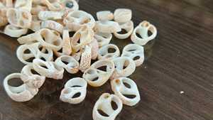 Conchas de corte natural adecuadas para usar como colgantes por diseñadores de joyas e ideales para reventa por Diseñadores de ropa - Product Image 6