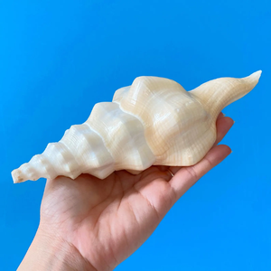 Grand coquillage de conque blanc naturel Coquillage de broche poli Collection marine authentique Exportateur du Vietnam - Product Image 3