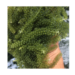 Ventes en gros de fruits de mer - Raisins de mer - Caviar vert - Caulerpa Lentillifera - Umibudou - Raisins de mer déshydratés provenant d'un exportateur vietnamien - Product Image 1