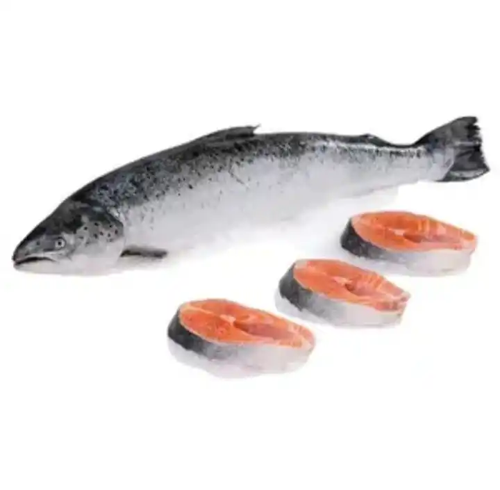 HIGH QUALITY FROZEN AND FRESH SALMON FISH , SALMON FILLETS FOR SALE